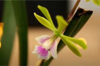 Encyclia cordigera cocoa orchid