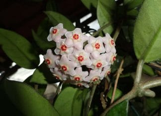Hoya australis blooming