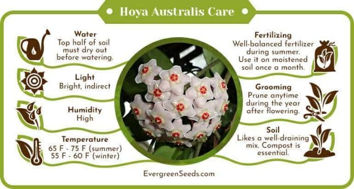 Hoya australis care infographic