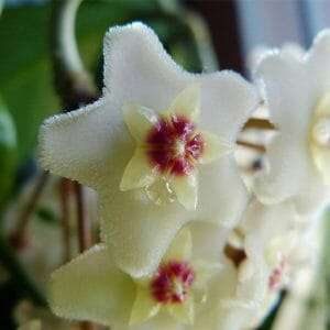 Hoya australis waxflower