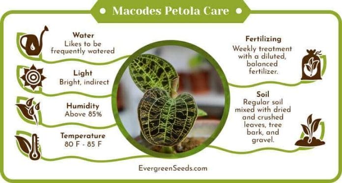 Macodes petola care infographic