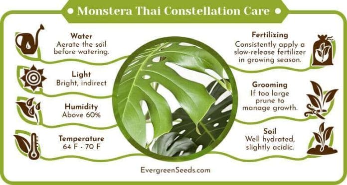 Monstera thai constellation care infographic