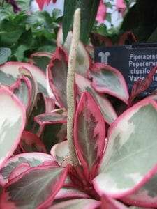 Peperomia clusiifolia care