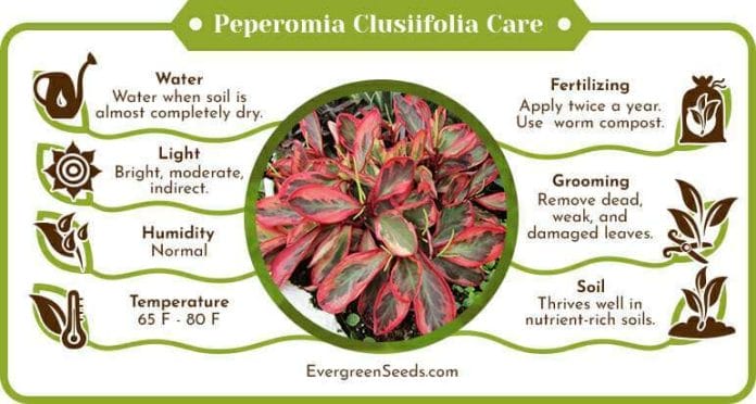 Peperomia clusiifolia care infographic
