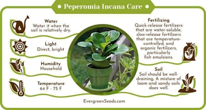 Peperomia incana care infographic