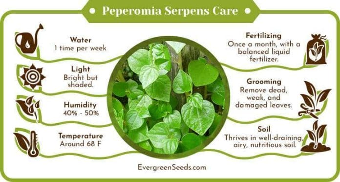 Peperomia serpens care infographic