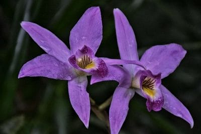 Phalaenopsis violacea beautiful violet flowers