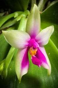 Phalaenopsis violacea flower