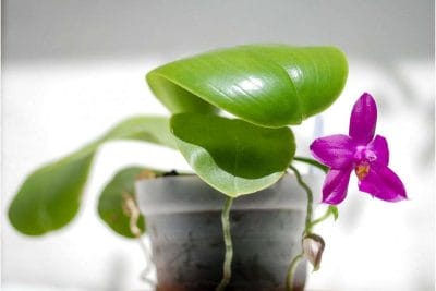 Phalaenopsis violacea grow and care tips