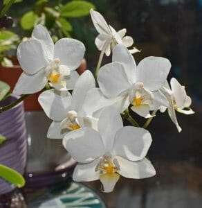 Phalaenopsis amabilis white orchid caring tips