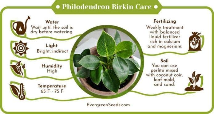 Philodendron birkin care infographic