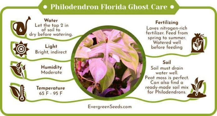 Philodendron florida ghost care infographic