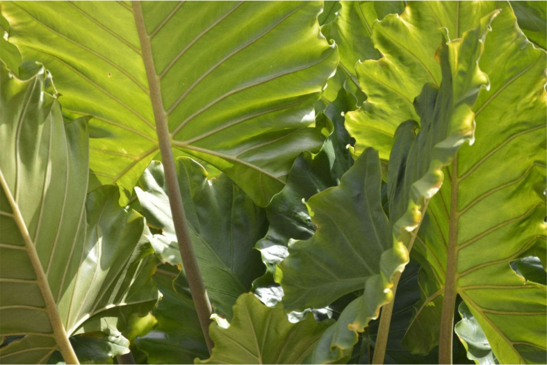 Philodendron Giganteum: A Detailed Plant Care Guide