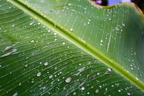 Philodendron lupinum care guide