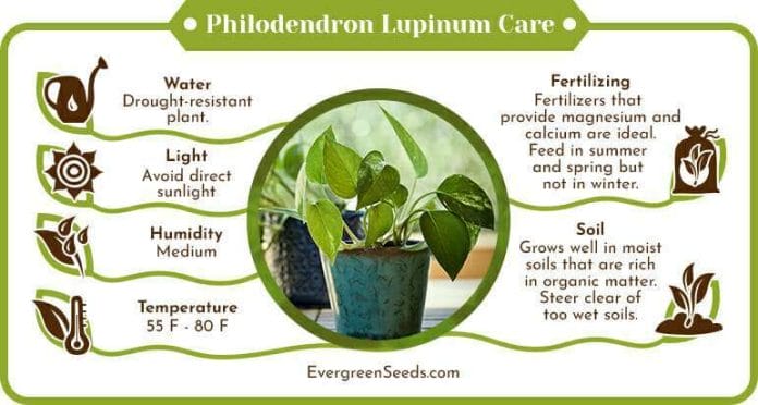 Philodendron lupinum care infographic