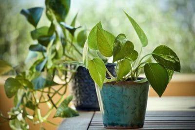 Philodendron lupinum care