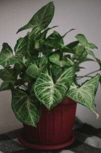 Philodendron mamei care guide
