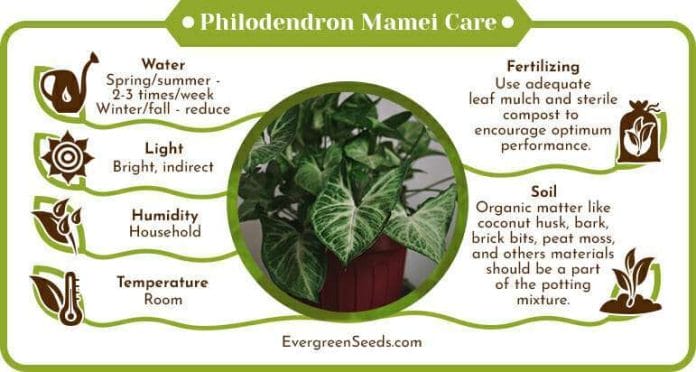 Philodendron mamei care infographic