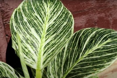 Philodendron birkin leaves