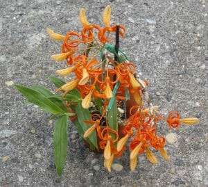 Dendrobium unicum plant