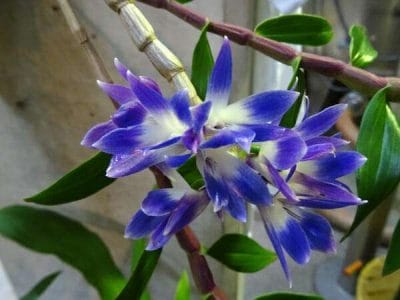 Dendrobium victoria reginae care and grow