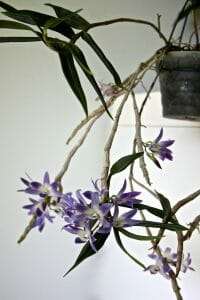 Dendrobium victoria reginae in the pot