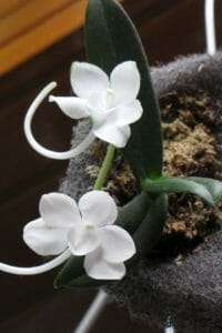 Amesiella monticola blooming