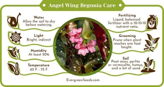 Angel wing begonia care infographic
