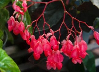 Angel wing begonia care guide