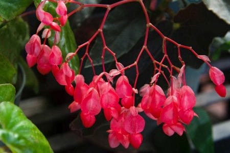 Angel wing begonia care guide