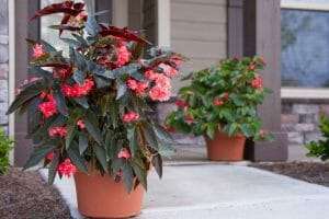 Angel Wing Begonia: In-Depth Care, Flowering, and Propagation Guide