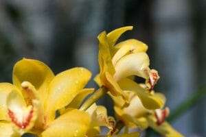 Cattleya luteola flower