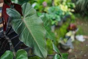Philodendron atabapoense care tips