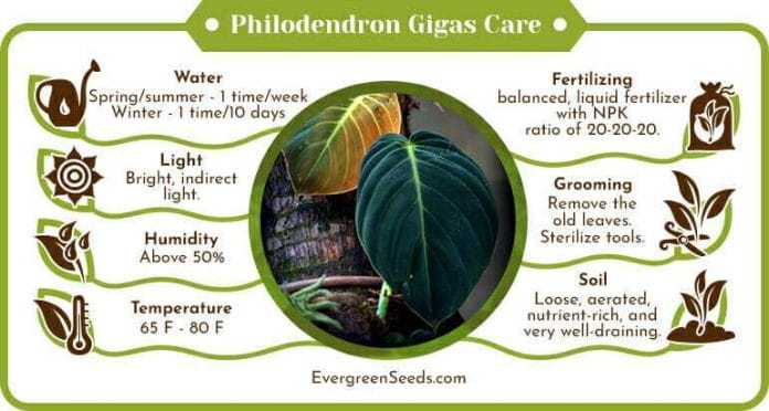 Philodendron gigas care infographic