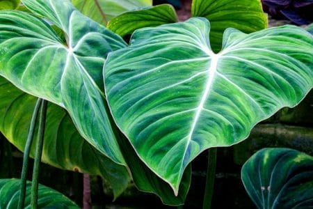 Philodendron gigas care guide