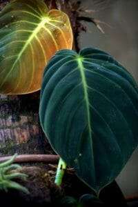 Philodendron gigas illneses