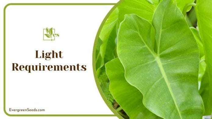 Philodendron gigas light requirements