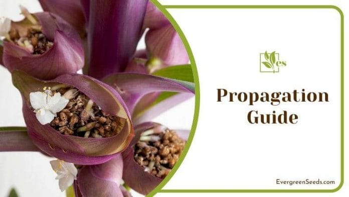 Tradescantia spathacea propagation guide