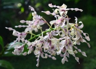 The green antelope dendrobium light requirements