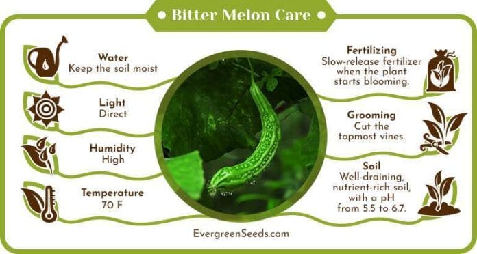 Bitter melon care infographic