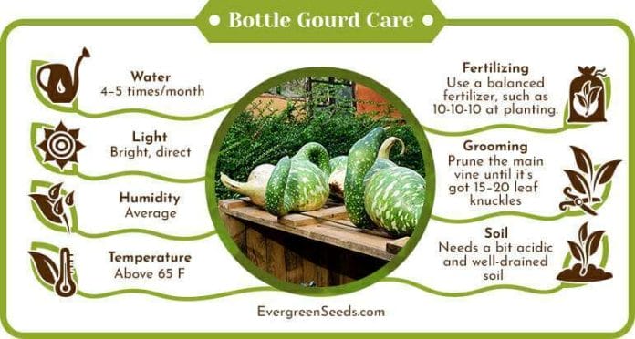 Bottle gourd care infographic