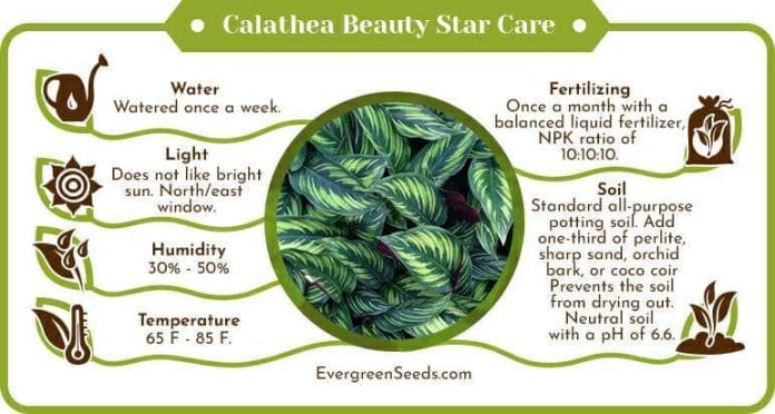 Calathea beauty star care infographic