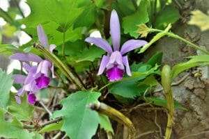 Cattleya intermedia care guide