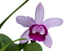 Cattleya intermedia flower