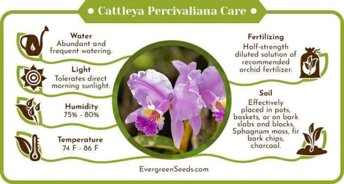 Cattleya percivaliana care infographic