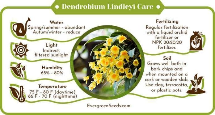 Dendrobium lindleyi care infographic