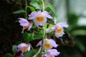 Dendrobium loddigesii care