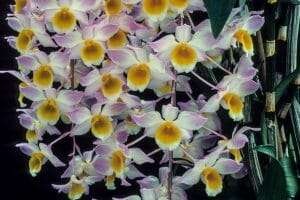 Dendrobium loddigesiis flowers