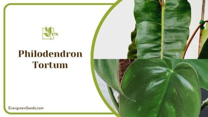 How to Take Care of Philodendron Tortum