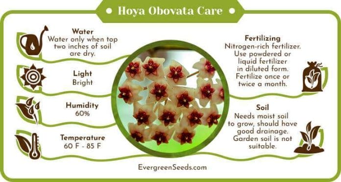 Hoya obovata care infographic